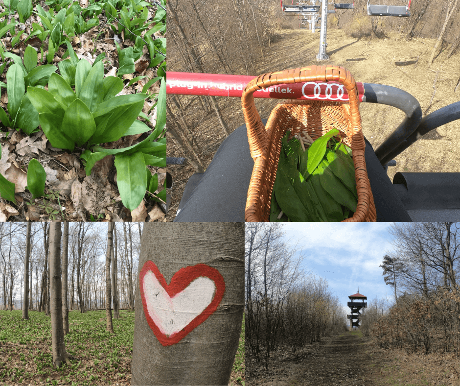 Tavaszköszöntő Medvehagyma Túrák (2)