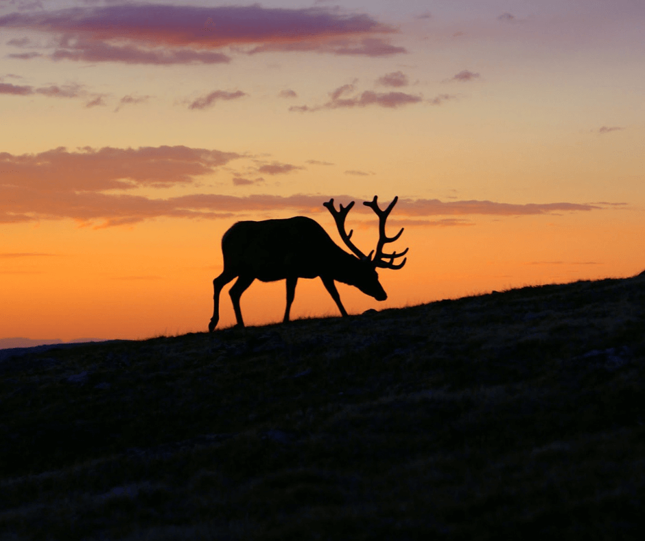 Szarvasbőgés túra a Síarénában (1)